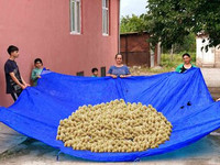 Making Tutovka Berry Syrup in the Village